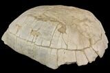 Fossil Tortoise (Stylemys) - Wyoming #143831-5